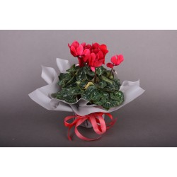 Цикламен Цикламен