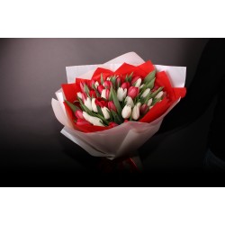 51 червоний і білий тюльпан