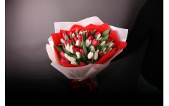 51 червоний і білий тюльпан 51 червоний і білий тюльпан