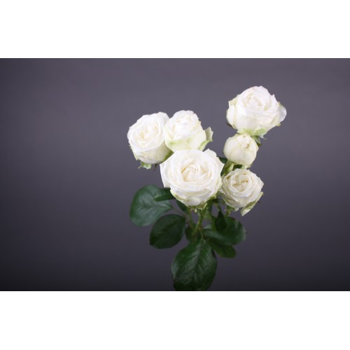 Біла кущова троянда